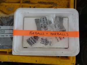 Hairballs & Furballs